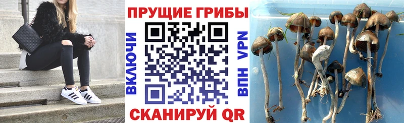Псилоцибиновые грибы Psilocybine cubensis Саянск